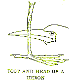 [foot and head of a heron]