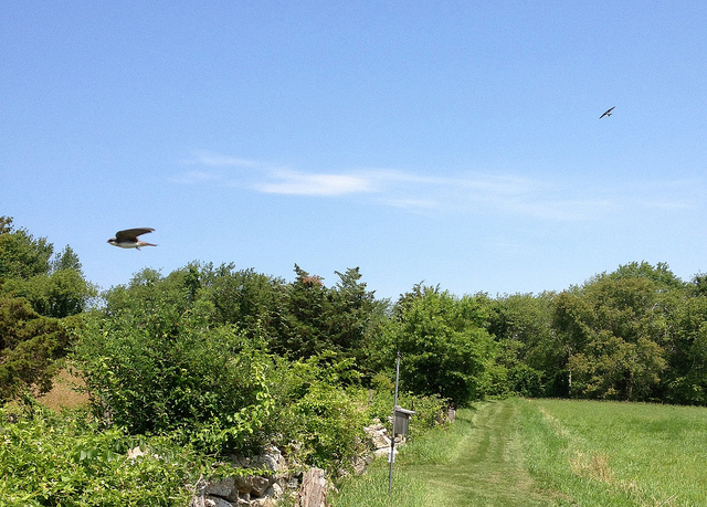 summer swallows