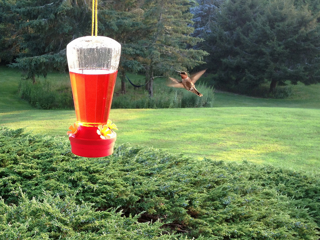 hummingbird at the feeder